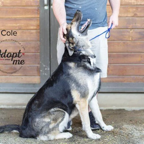 Cole thumbnail 5