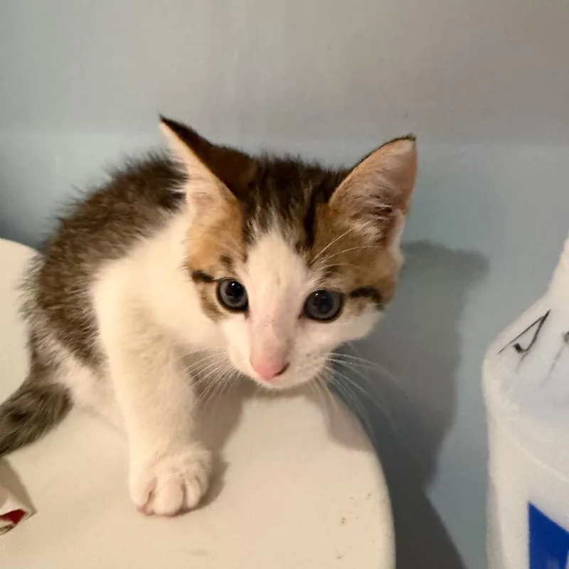 A baby small-sized male Domestic Short Hair cat named Drogo for adoption in Chattanooga, TN