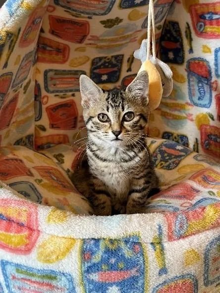 A baby small-sized female Domestic Short Hair cat named Pimiento for adoption in Statesville, NC