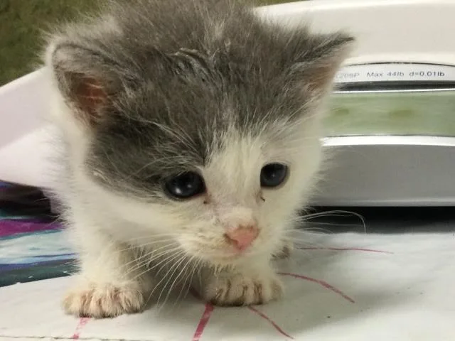 A baby small-sized male Domestic Short Hair cat named Hank for adoption in Riverside, CA