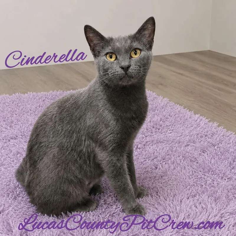 A young medium-sized female Gray / Blue / Silver Domestic Short Hair cat named Cinderella for adoption in Toledo, OH