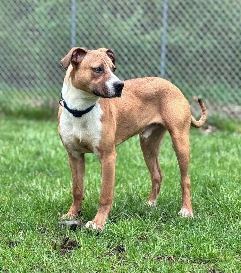 A baby medium-sized male Pit Bull Terrier dog named Snoopy for adoption in Hastings, MI