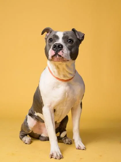 An adult large-sized male Pit Bull Terrier dog named Clay Co. for adoption in Atlanta, GA