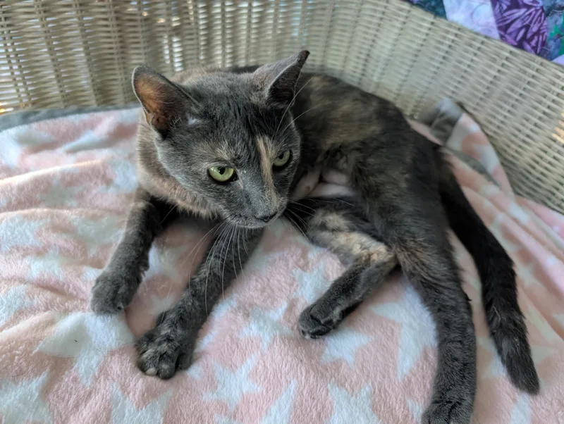 Ziva