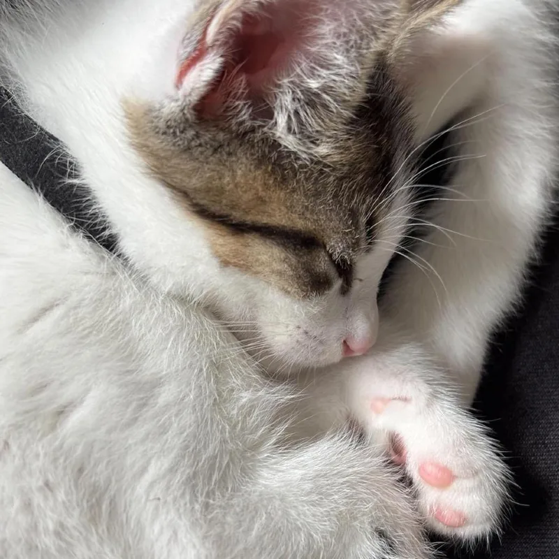 A baby small-sized male White Domestic Short Hair cat named Mr White for adoption in Miami, FL