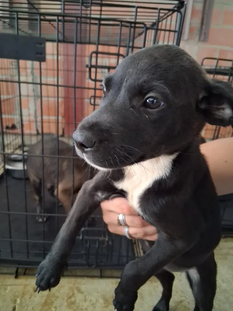 A baby large-sized female Mixed Breed dog named Viburnum for adoption in Brownwood, TX