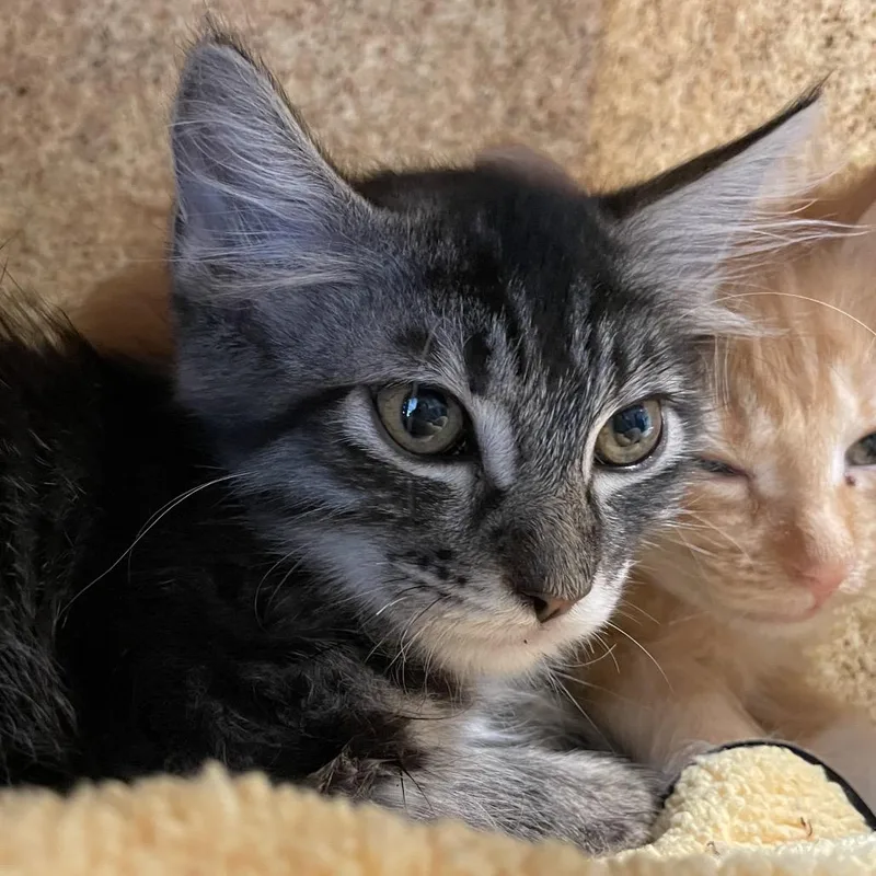 A baby small-sized female Brown / Chocolate Domestic Medium Hair cat named Scrabble for adoption in Pasadena, CA