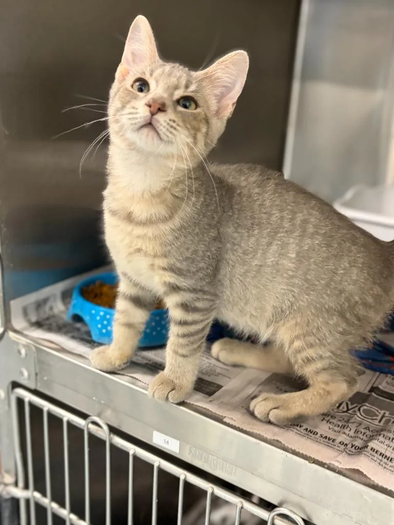A baby medium-sized male Domestic Short Hair cat named Raymond for adoption in Portland, IN