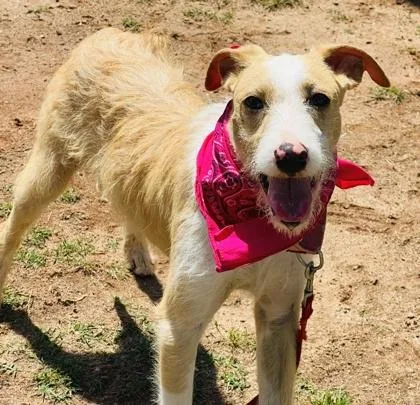 An adult medium-sized female Terrier dog named Lassie $ for adoption in Seneca, SC