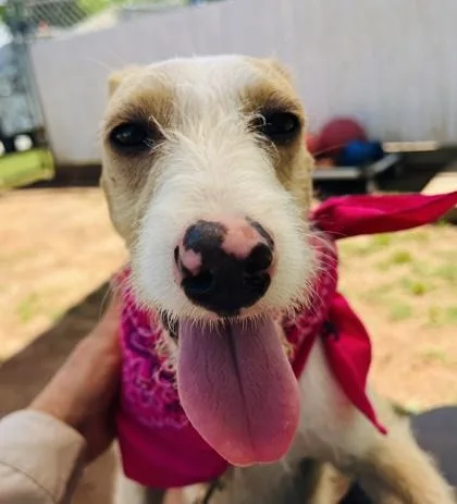 Lassie $ thumbnail 3