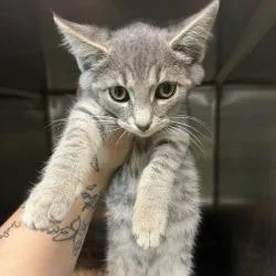A baby small-sized male Gray / Blue / Silver Domestic Short Hair cat named Ghost for adoption in Shinnston, WV