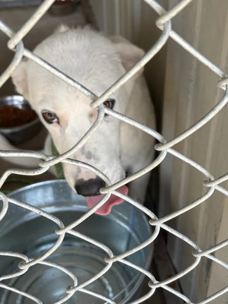 A baby medium-sized female Collie dog named Coachella for adoption in Ada, OK