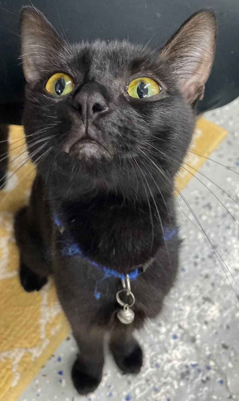 An adult medium-sized female Black Domestic Short Hair cat named Euphaedra for adoption in Island Lake, IL
