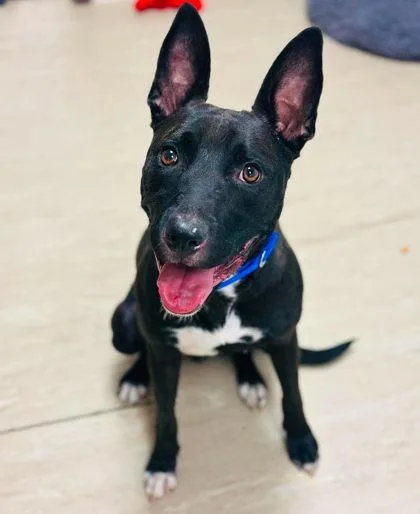 An adult large-sized female Mixed Breed dog named Keyshia Cole for adoption in West Chester, PA