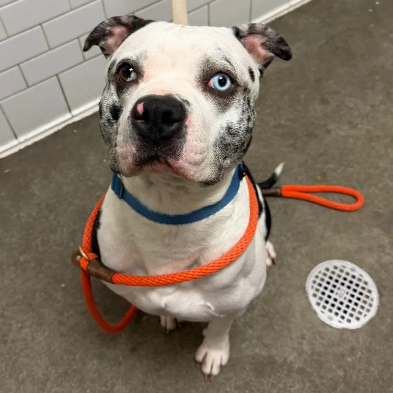 An adult large-sized male Black Mixed Breed dog named Jason for adoption in Pittsburgh, PA