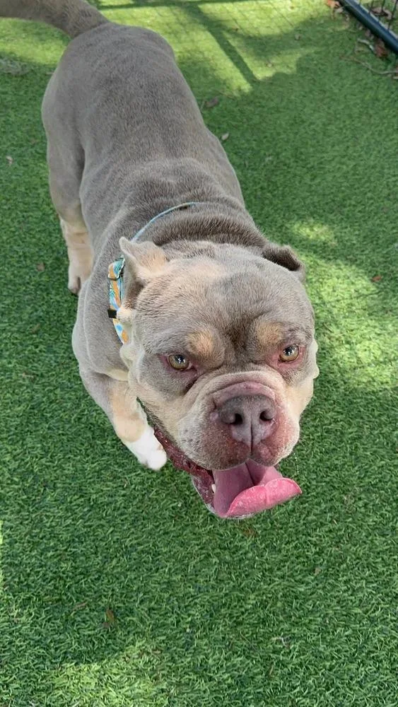An adult medium-sized male Brown / Chocolate American Bully dog named Chupco for adoption in Lakeland, FL