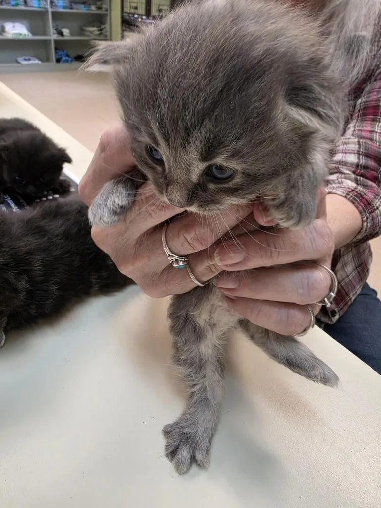 A baby small-sized female Domestic Long Hair cat named Berry Blue for adoption in Burnsville, NC