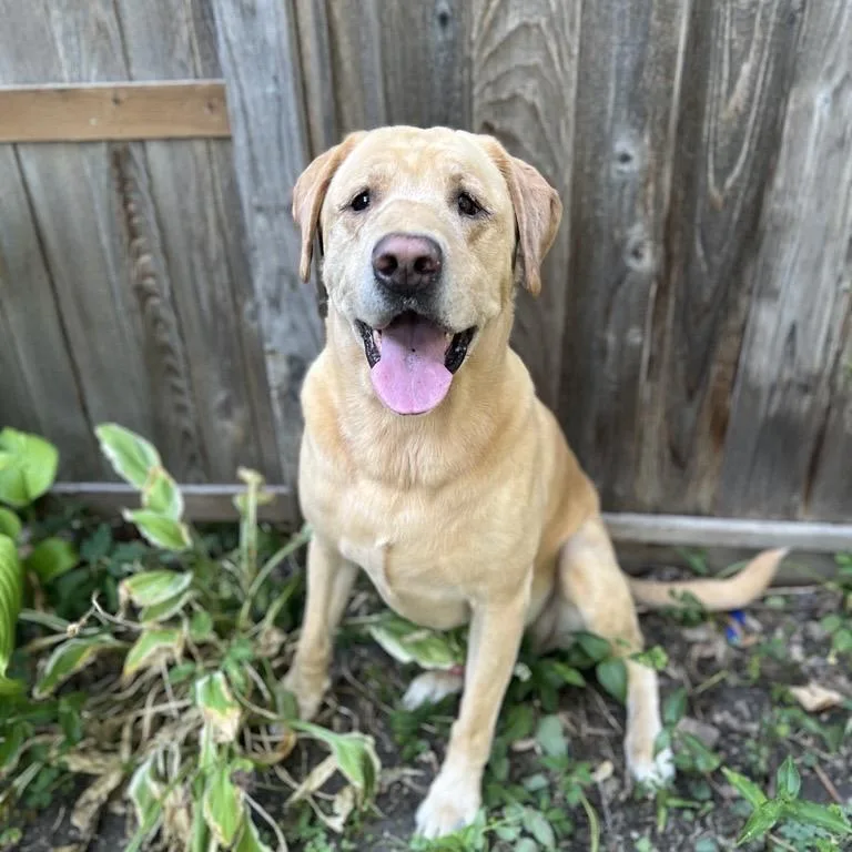A senior large-sized male Yellow Labrador Retriever dog named Sbubby D for adoption in Princeton, MN