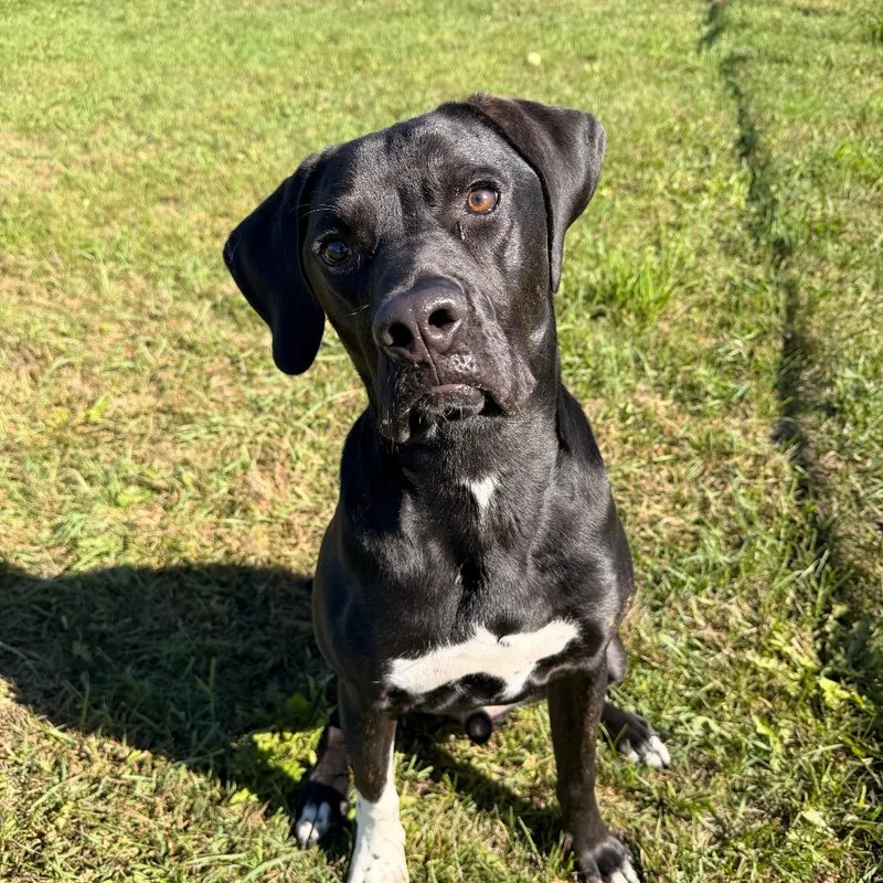 A young medium-sized male Black Labrador Retriever dog named Moose for adoption in Chippewa Falls, WI