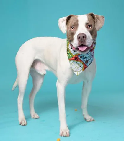 An adult medium-sized male Mixed Breed dog named Millers for adoption in Atlanta, GA