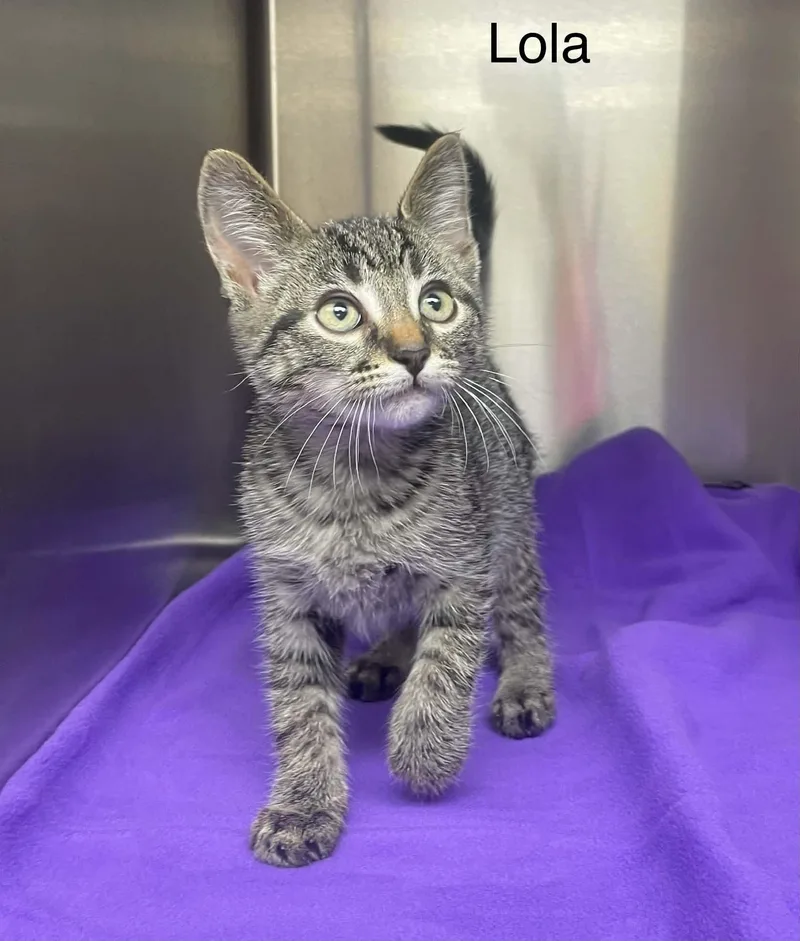 A baby medium-sized female Tabby (Brown / Chocolate) Tabby cat named Lovely Lola for adoption in Wyandotte, MI