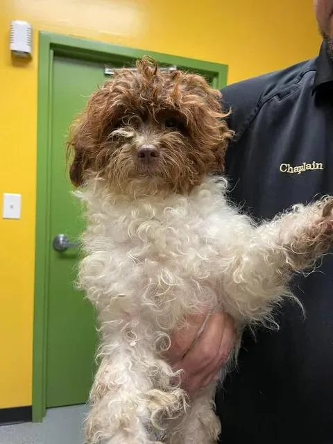 An adult small-sized female Poodle dog named Korra for adoption in Bishopville, SC