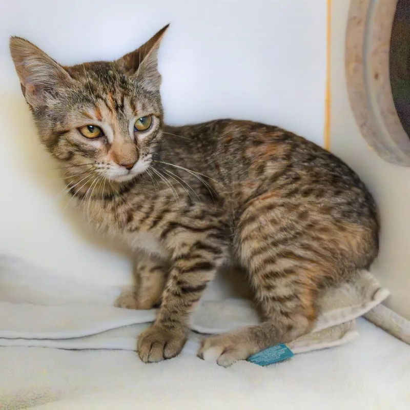 A young medium-sized female Brown / Chocolate Domestic Short Hair cat named Pop for adoption in South Elgin, IL