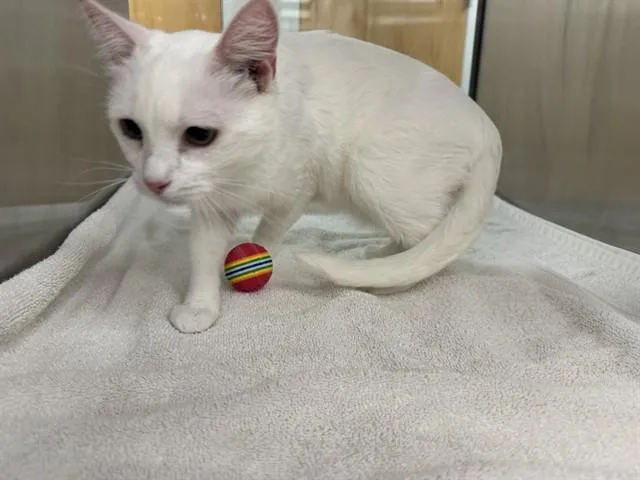 An adult small-sized female Domestic Short Hair cat named Avatar for adoption in Pueblo, CO