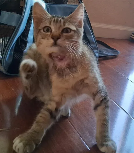 A baby small-sized male Domestic Short Hair cat named Roy G Biv for adoption in Sacramento, CA