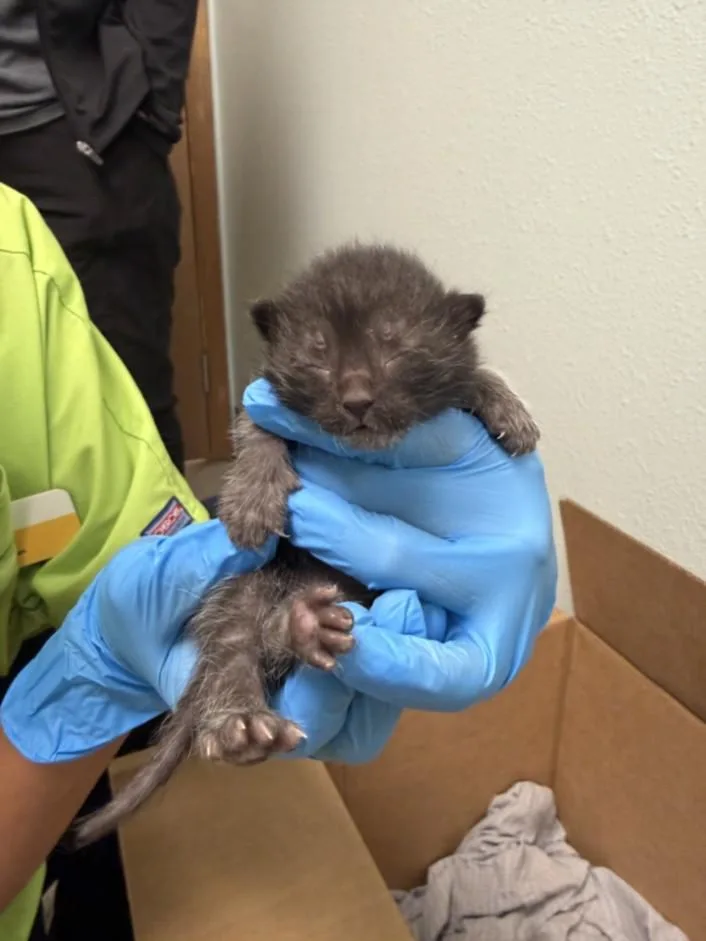 A baby small-sized female Domestic Short Hair cat named Brownie for adoption in Loveland, CO