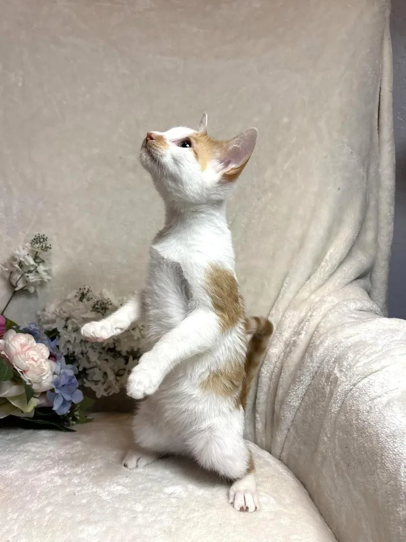 A baby small-sized male Orange / Red Domestic Short Hair cat named Sharp Zeze for adoption in Chandler, AZ