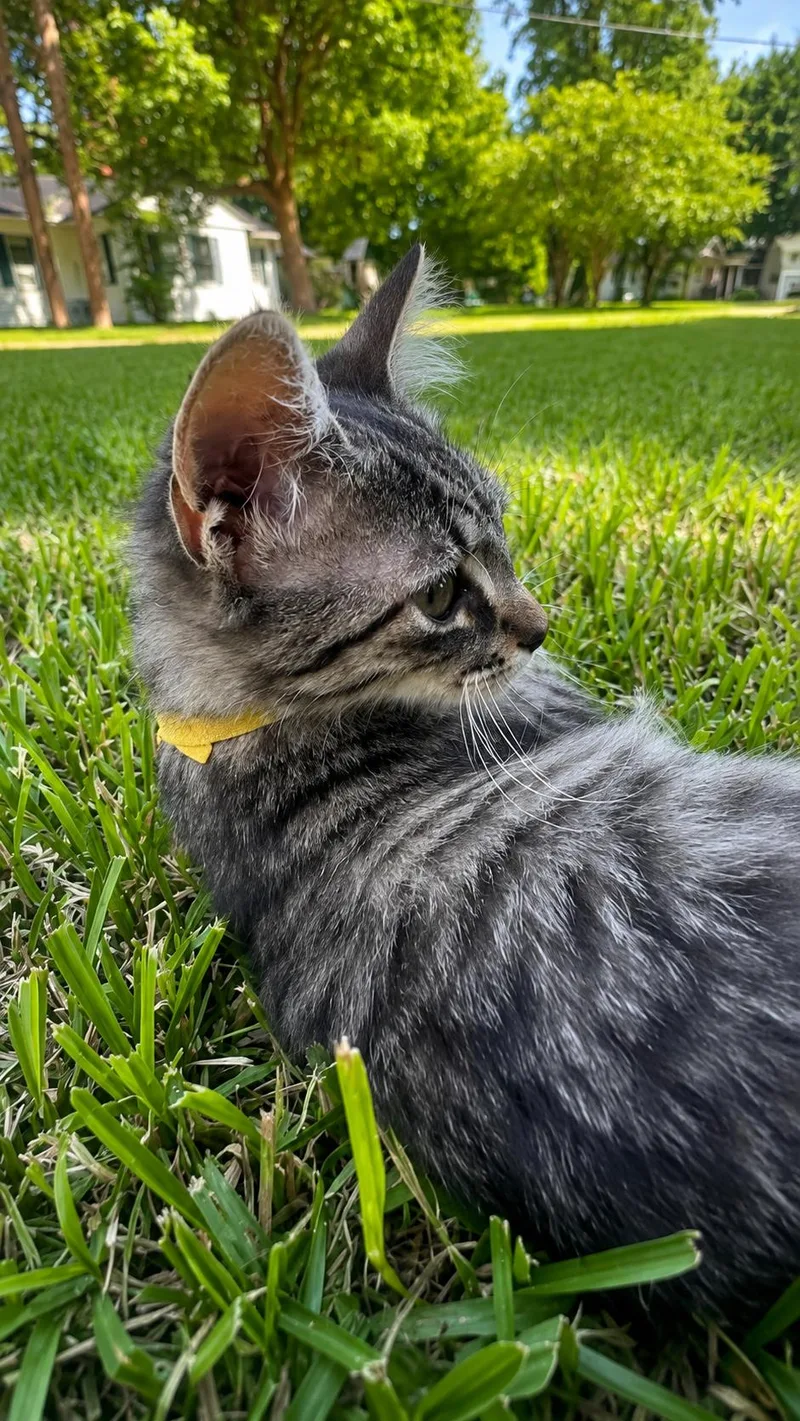 A baby medium-sized female Tabby (Brown / Chocolate) Domestic Medium Hair cat named Indigo for adoption in Houston, TX