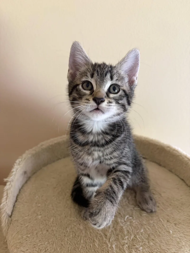 A baby medium-sized male Brown / Chocolate Domestic Short Hair cat named Tiger for adoption in Oviedo, FL