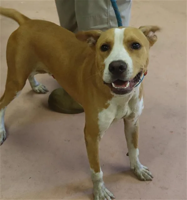 A young medium-sized male Mixed Breed dog named John for adoption in Columbia, SC