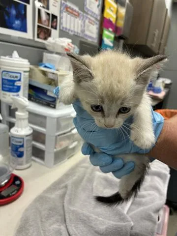 A baby small-sized female Domestic Short Hair cat named Lucy for adoption in San Martin, CA