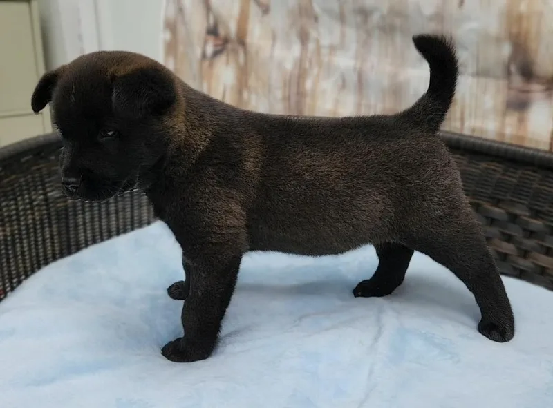 A baby small-sized male Chow Chow dog named Peeta for adoption in Neillsville, WI