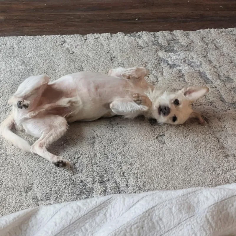 A senior small-sized male White / Cream Terrier dog named Rickie for adoption in Oceanside, CA
