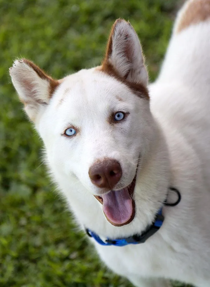 A young medium-sized male White / Cream Husky dog named Adam for adoption in Kansas City, KS