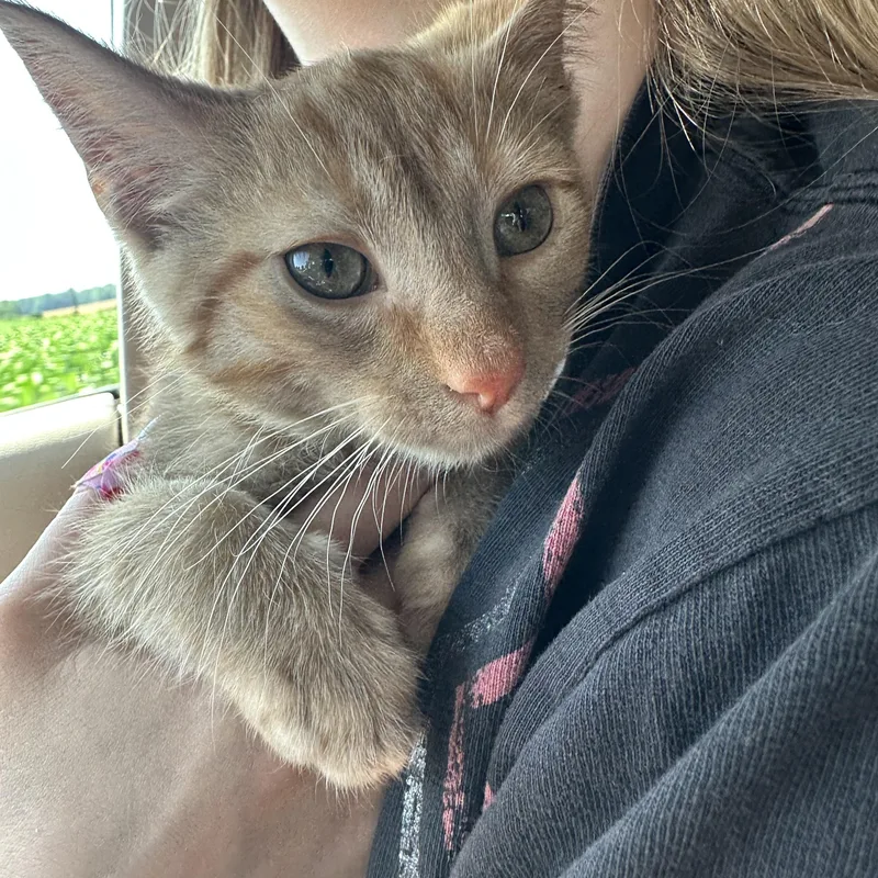A baby medium-sized male Orange / Red Domestic Short Hair cat named Turnip for adoption in East Lansing, MI