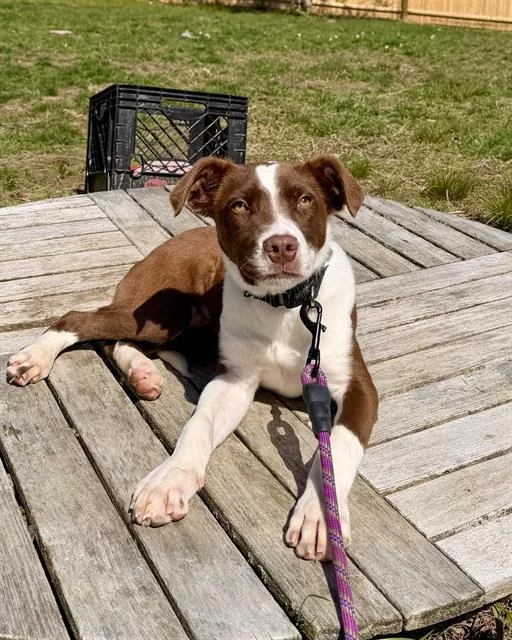 A baby medium-sized male Australian Cattle Dog / Blue Heeler dog named Merle for adoption in Brewster, MA