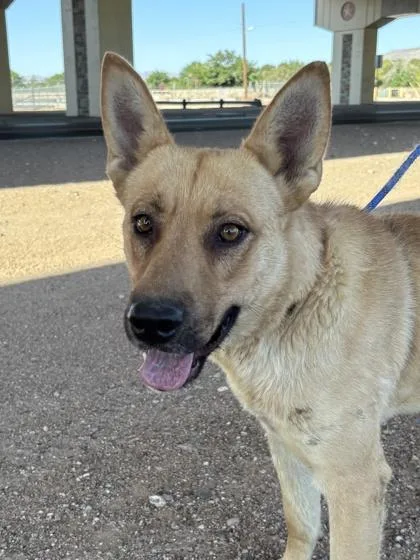 An adult large-sized male Mixed Breed dog named Buckie for adoption in El Paso, TX