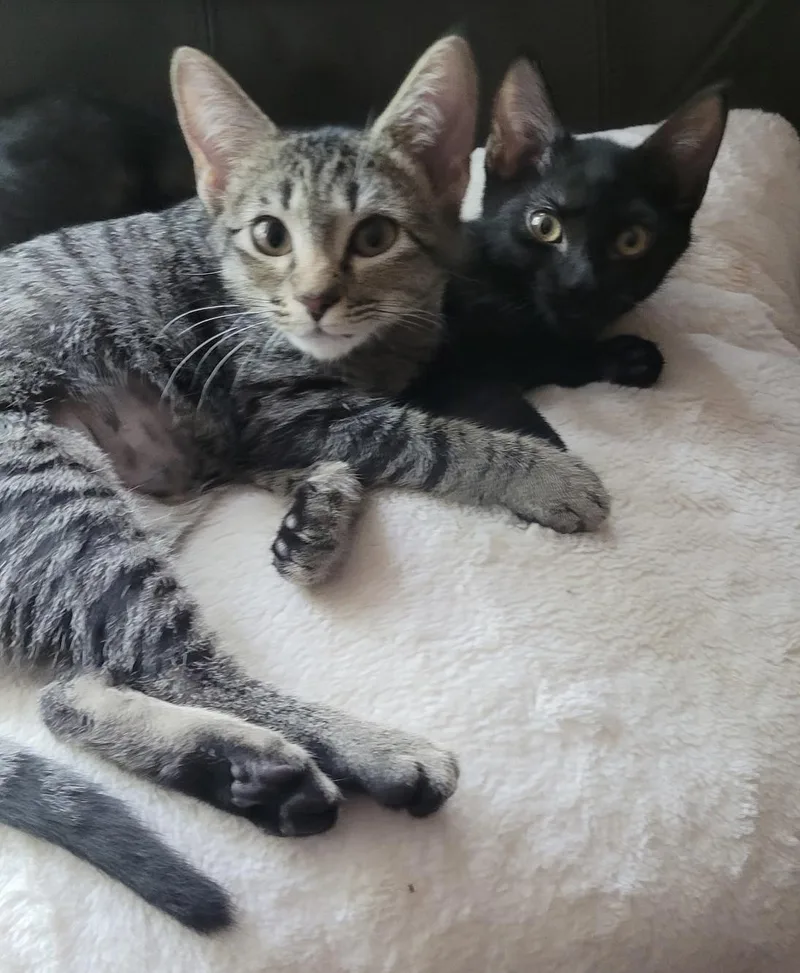 A baby small-sized female Tabby (Brown / Chocolate) Domestic Short Hair cat named Strawberry and Blackberry for adoption in Lawrenceville, GA