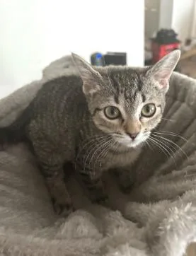 A baby small-sized female Domestic Short Hair cat named Twinkle AMc for adoption in Greenville, SC