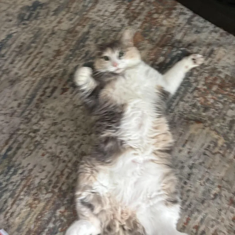 A senior small-sized female Calico Domestic Short Hair cat named Samoa C for adoption in Princeton, MN