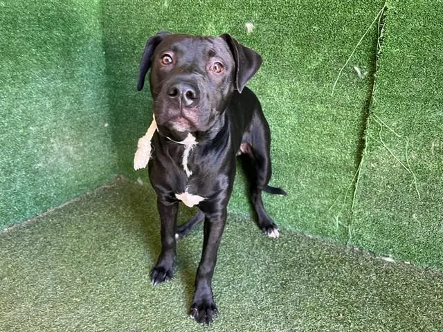 A young medium-sized male Labrador Retriever dog named Buddy for adoption in Lancaster, CA