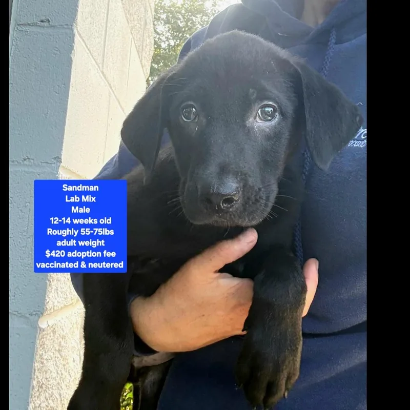 A baby large-sized male Black Labrador Retriever dog named Sandman for adoption in Oviedo, FL