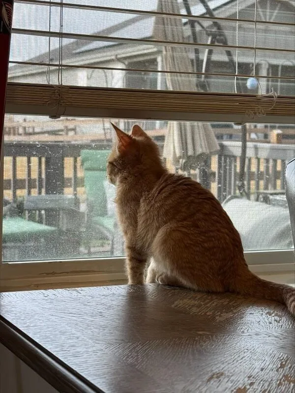 Dandelion thumbnail 2