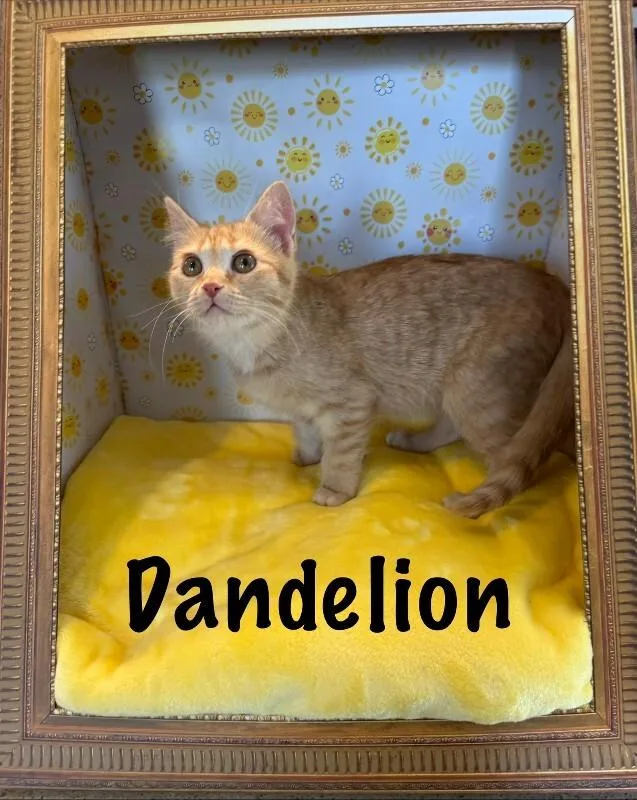 Dandelion thumbnail 3