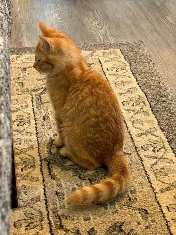 Dandelion thumbnail 5