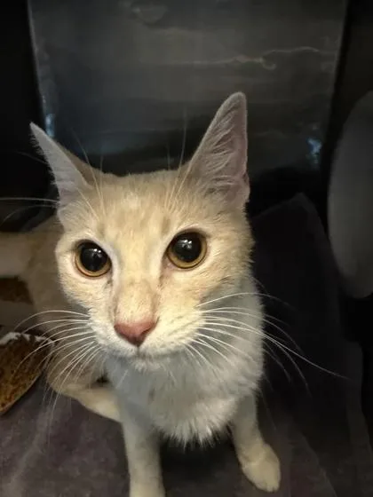 A young small-sized female Buff / Tan / Fawn Domestic Short Hair cat named Trixie Tang for adoption in El Paso, TX